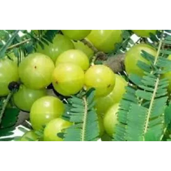 Organic Fresh Amla