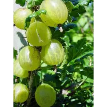 Fresh Gooseberry