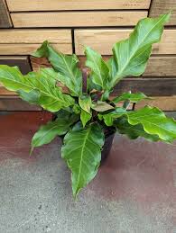 Mini Anthurium 