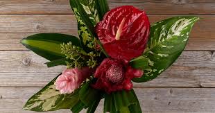  Anthurium Plant