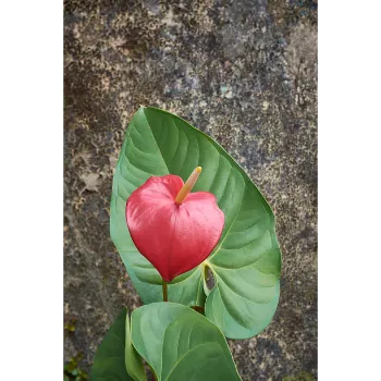 Fresh Anthurium