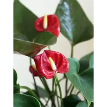 Red flower Anthurium