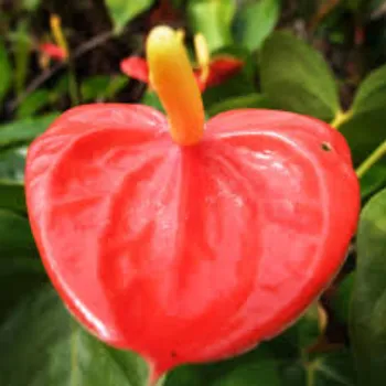 Roshni Agri forestry Anthurium