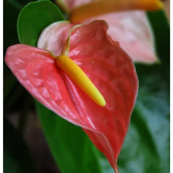 fresh Anthurium