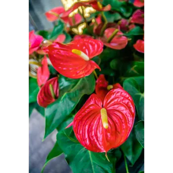 Anthurium
