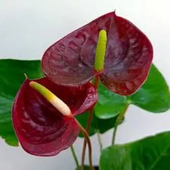 Fresh  Anthurium