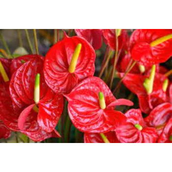 Fresh Anthurium