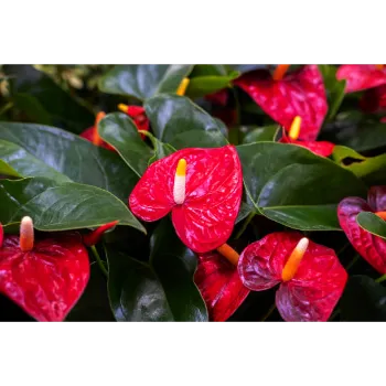Fresh Anthurium