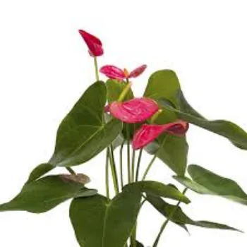 Red Anthurium