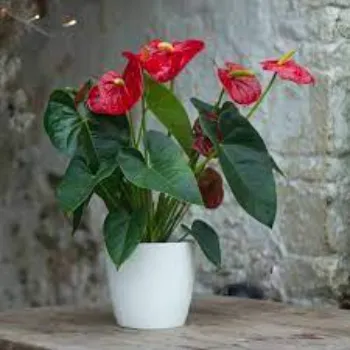 Organic Anthurium