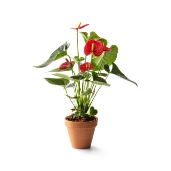 Anthurium