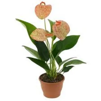 Fresh Anthurium