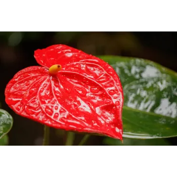  Anthurium