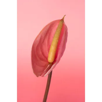   Anthurium
