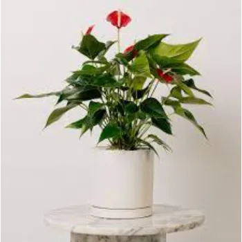 Rare Anthurium