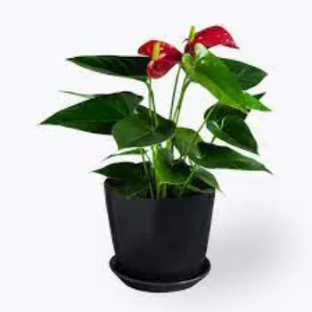 Organic  Anthurium