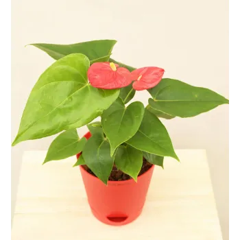 Anthurium