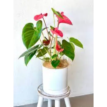 Common  Anthurium