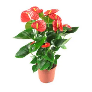 Natural Anthurium