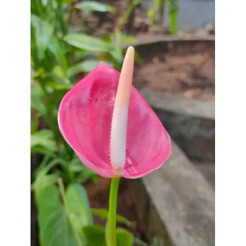 Anthurium