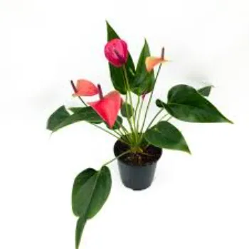 Natural Anthurium