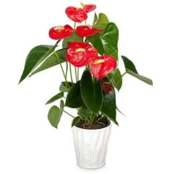 Anthurium
