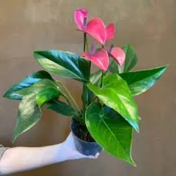Natural Anthurium