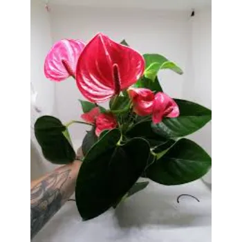 Natural  Anthurium