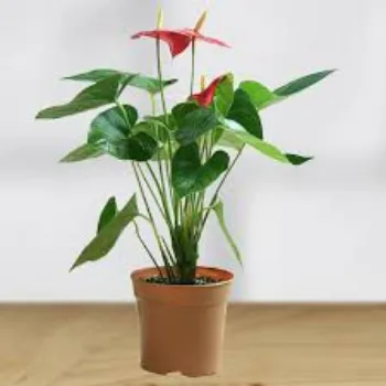 Organic Anthurium Plant