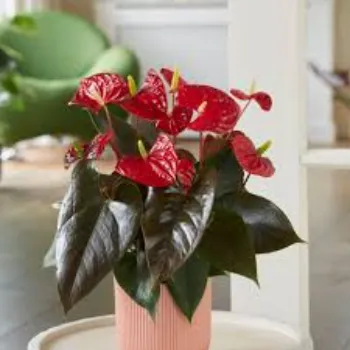 Anthurium