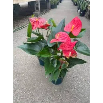 Organic Anthurium