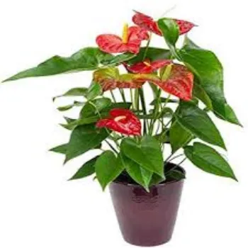 Natural Anthurium Plant