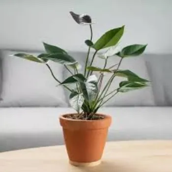 Natural Anthurium Plant