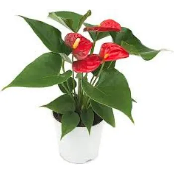 Organic Anthurium Plant