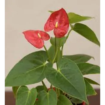 Natural Anthurium Plant
