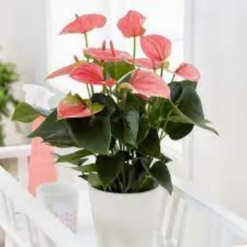 Organic Anthurium Plants