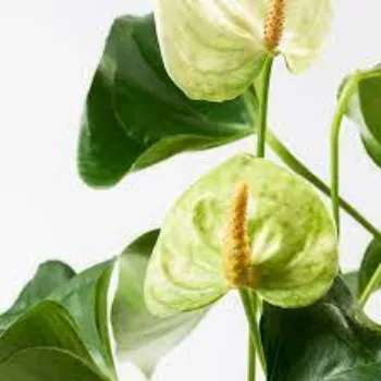 Organic Anthurium Plants