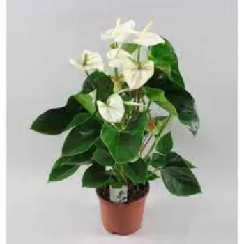 Common Anthurium Plants