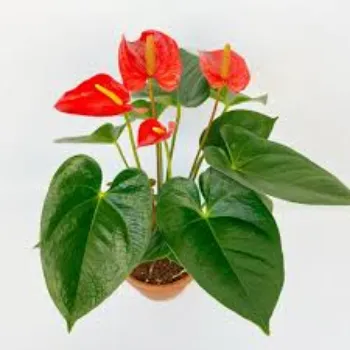 Anthurium Red Plant