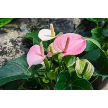 Tricolor Anthurium Plant