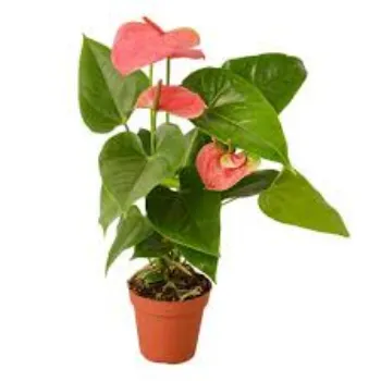 Natural Anthurium Pink Plant
