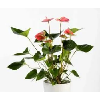 Organic Anthurium Plant