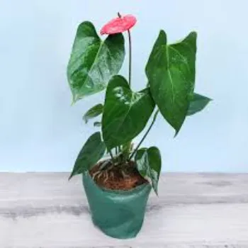 Natural  Anthurium Plants