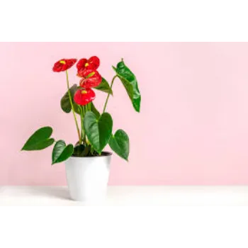 Fresh Anthurium Plant