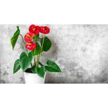 Natural Anthurium Plant