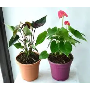 Anthurium Red Plant