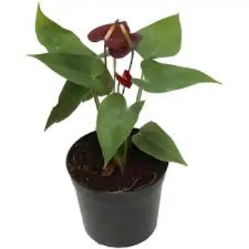 Organic Anthurium Plants
