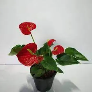 Natural Anthurium Livium Plant
