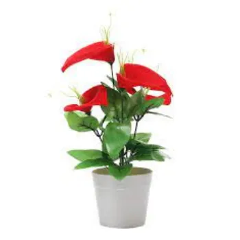 Anthurium Red Plant
