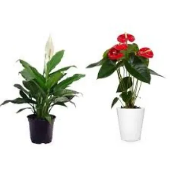 Organic Anthurium Plant